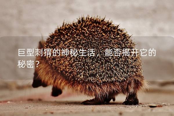 巨型刺猬的神秘生活，能否揭開它的秘密？